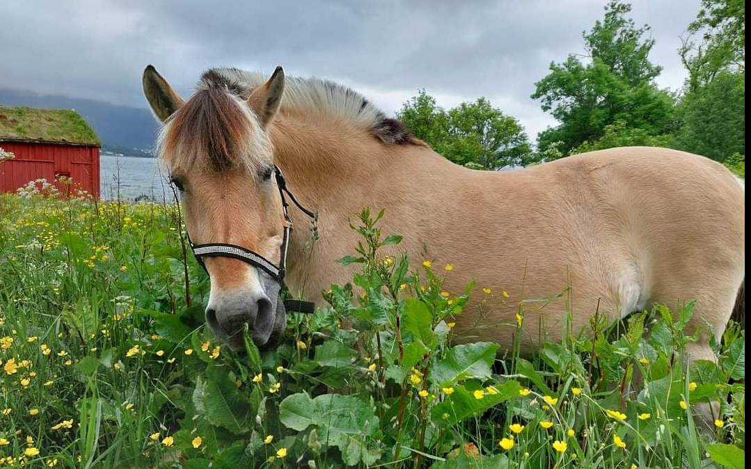 Aktivitetsdag/Ferieaktivitet "Dyr, gårdsliv og ponnikos" på Borgund Dyreklubb