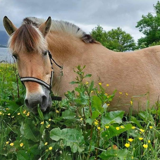 Aktivitetsdag/Ferieaktivitet "Dyr og gårdsliv i gamle dager" på Borgund Dyreklubb, tirsdager