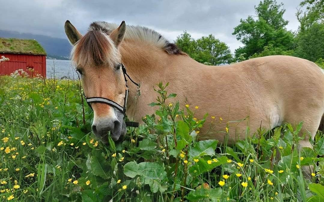 Aktivitetsdag/Ferieaktivitet "Dyr og gårdsliv i gamle dager" på Borgund Dyreklubb, tirsdager